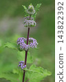 秋日花園中盛開的紫色菊花花蕾。 143822392