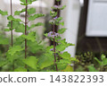 秋日花園中盛開的紫色菊花花蕾。 143822393