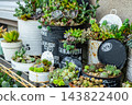 現場佈置了一組多肉植物組合展示。 143822400