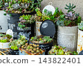 現場佈置了一組多肉植物組合展示。 143822401