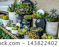 現場佈置了一組多肉植物組合展示。 143822402