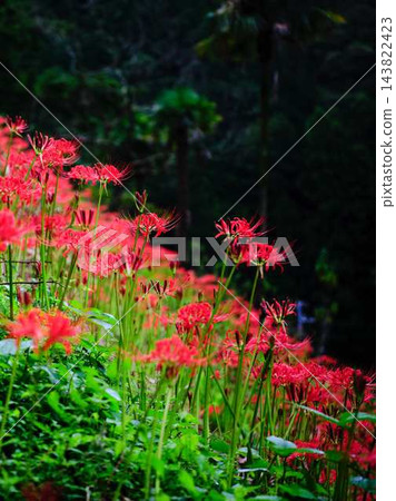 土佐山群孤挺花 土佐山群孤挺花 143822423