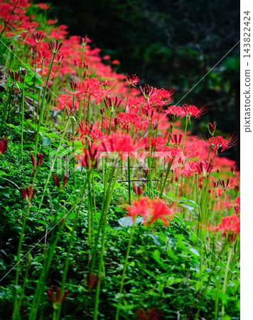 土佐山群孤挺花 土佐山群孤挺花 143822424