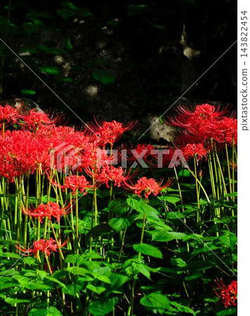 土佐山群孤挺花 土佐山群孤挺花 143822454