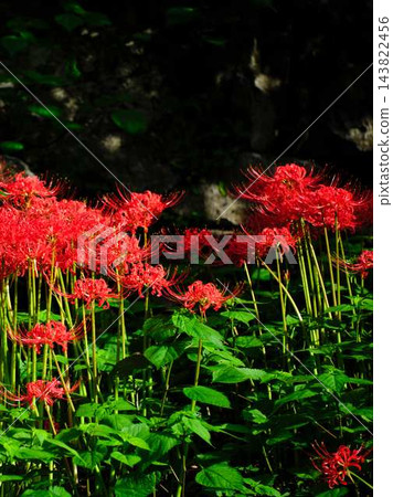 土佐山群孤挺花 土佐山群孤挺花 143822456