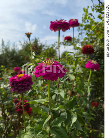 It is a purple zinnia in full bloom. 143822520