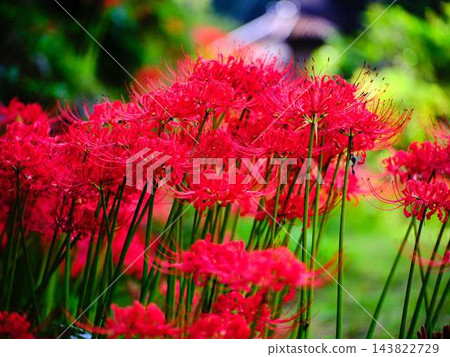 土佐山群孤挺花 土佐山群孤挺花 143822729