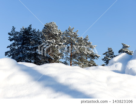 Snowdrift bank of snow beneath snowy pine trees, evergreen forest treeline under blue sky. Frosty conifer treetops and branches at woodland edge. Scandinavian countryside, copy space, nobody Snowdrift bank of snow beneath snowy pine trees, evergreen forest treeline under blue sky. Frosty conifer treetops and branches at woodland edge. Scandinavian countryside, copy space, nobody 143823106