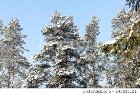Snow covered pine trees, winter forest treetops under blue sky. Snowy coniferous evergreen canopy, frosty branches in woodland landscape. Wintertime frost scene, nordic treeline with copy Snow covered pine trees, winter forest treetops under blue sky. Snowy coniferous evergreen canopy, frosty branches in woodland landscape. Wintertime frost scene, nordic treeline with copy 143823121