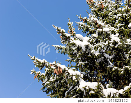 Snow covered pine tree branches with pinecones, blue sky backdrop. Frosty spruce fir treetop, snowy evergreen needles in winter forest. Nordic woodland landscape with copy space, wintertime 143823122