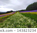 Furano's lavender field 143823234