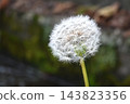 Fluffy dandelion fluff 143823356