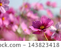 一片盛開的波斯菊，以及一朵孤零零的、絢麗奪目的花。 143823418