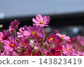 發光在秋天天空的波斯菊波斯菊 143823419