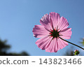 波斯菊在清爽的秋日裡仰望著天空。 143823466