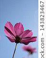 碧空如洗的波斯菊 143823467