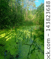 swamp in the forest with green duckweed and sedge 143823688
