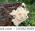 Mushroom Hericium coralloides growing on a dead tree in the forest, close up 143823689