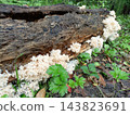 comb coral mushroom growing on a fallen tree in the forest, close up 143823691