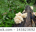 Mushrooms Hericium coralloides growing on a dead tree in the rainforest. 143823692
