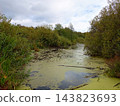Swamp with duckweed on the edge of the lake in autumn 143823693