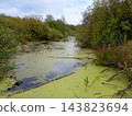 The surface of the swamp covered with duckweed 143823694