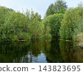 Calm forest lake among willow trees 143823695