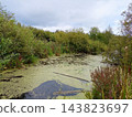 Landscape with a swamp in the forest. 143823697