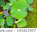 A lotus flower with rainwater collected in the center 143823957