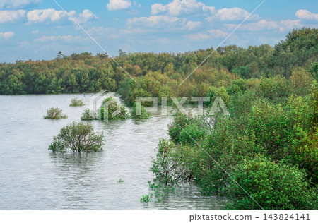 Green mangrove forest growing in coastal seawater under a blue sky, forming a natural blue carbon ecosystem that captures atmospheric CO2 for climate mitigation and biodiversity conservation. Green mangrove forest growing in coastal seawater under a blue sky, forming a natural blue carbon ecosystem that captures atmospheric CO2 for climate mitigation and biodiversity conservation. 143824141