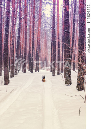 Pine snowy forest in winter. Nature landscape. Dog sitting in the forest 143824221