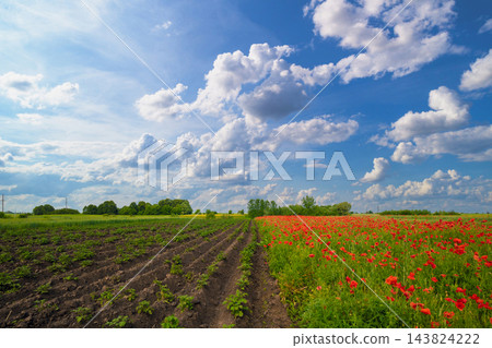 Agricultural landscape. Green shoots of potatoes. poppies field and arable field on a sunny day 143824222