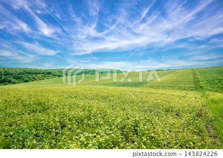 Buckwheat field against a cloudy sky. Rural landscape. Farmland in summer. Nature in the countryside 143824226