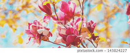 Blooming magnolia tree in the botanical garden Blooming magnolia tree in the botanical garden 143824227