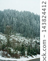 Majestic winter forest blanketed in snow with towering pine trees in a serene landscape captured during a chilly morning in the mountains 143824412