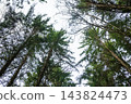 Majestic trees reaching upwards in a tranquil forest canopy as soft light filters through the green foliage on a serene day in nature 143824473