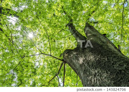 在世田谷新町公園，抬頭仰望參天大樹，可以看到陽光透過樹葉灑下的清新綠意。 143824706