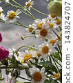 A beautiful bouquet of small white chamomile flowers with golden yellow centers, macro shot. Close-up floral photography, rustic home decor, spring and summer flowers, natural beauty. 143824707