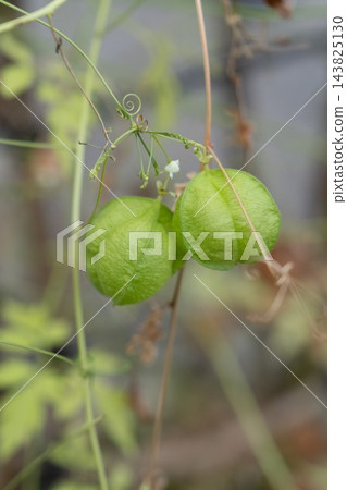 倒地鈴（Cardiospermum asiaticum）是一種引人注目的植物，它擁有柔軟的綠色球狀果實和藤蔓。 143825130