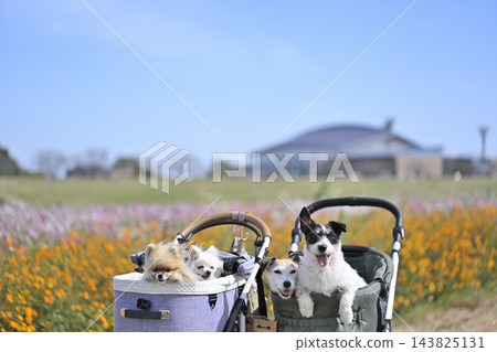 在盛開的波斯菊花田中漫步,適合所有人——傑克羅素梗和博美犬 在盛開的波斯菊花田中漫步,適合所有人——傑克羅素梗和博美犬 143825131