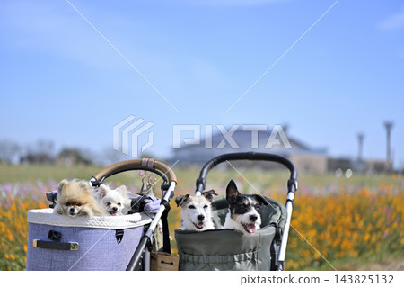 在盛開的波斯菊花田中漫步,適合所有人——傑克羅素梗和博美犬 在盛開的波斯菊花田中漫步,適合所有人——傑克羅素梗和博美犬 143825132