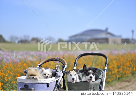在盛開的波斯菊花田中漫步，適合所有人——傑克羅素梗和博美犬 143825144