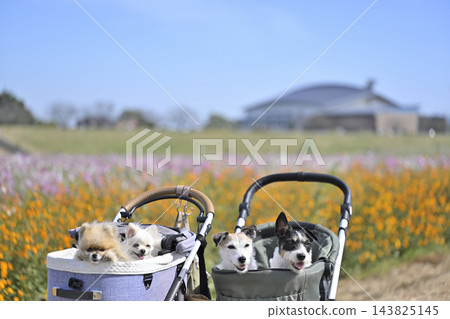 在盛開的波斯菊花田中漫步，適合所有人——傑克羅素梗和博美犬 143825145
