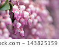 Andromeda, which blooms with pink flowers Andromeda, which blooms with pink flowers 143825159