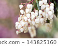 Japanese Andromeda, which blooms with white flowers Japanese Andromeda, which blooms with white flowers 143825160
