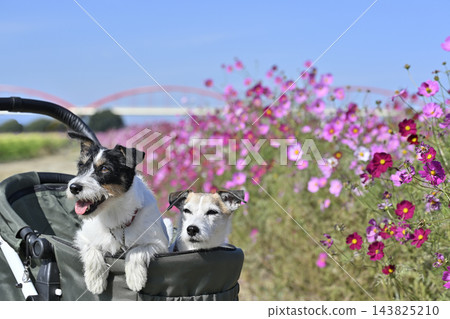一片盛開的波斯菊花田,推著寵物推車,牽著兩隻傑克羅素梗犬漫步。 一片盛開的波斯菊花田,推著寵物推車,牽著兩隻傑克羅素梗犬漫步。 143825210