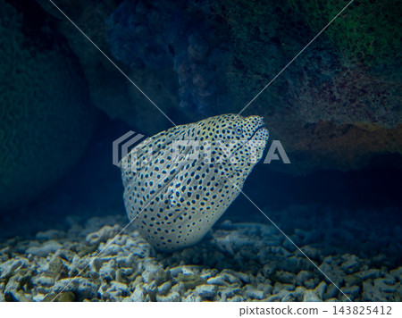 在大阪海遊館水族館的水族箱裡,一條假海鰻從岩石縫隙中探出頭來。 在大阪海遊館水族館的水族箱裡,一條假海鰻從岩石縫隙中探出頭來。 143825412