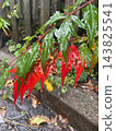 Close-up of vibrant red and green serrated leaves glistening with raindrops after rainfall in a garden. The colorful foliage, dark weathered wooden fence, wet stone pavement. A natural autumn scene 143825541