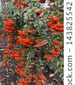 Vibrant orange pyracantha berries on evergreen shrub. Autumn garden and ornamental plant photography. Illustrating gardening, ornamental landscaping, botanical diversity, fall colors, urban greenery 143825542
