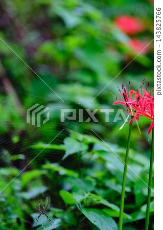 土佐山群孤挺花 土佐山群孤挺花 143825766